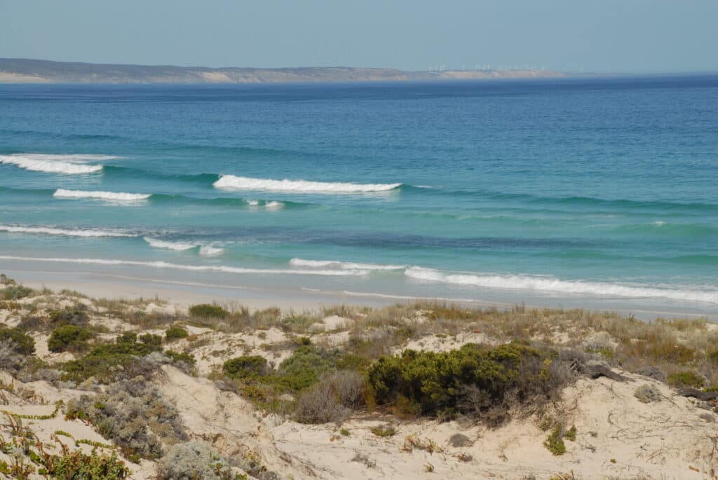 School of Australian salmon swimming in the surf along the South Australian coastline.