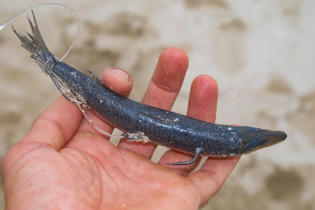 A snelled pilchard is an excellent bait for targeting salmon the surf