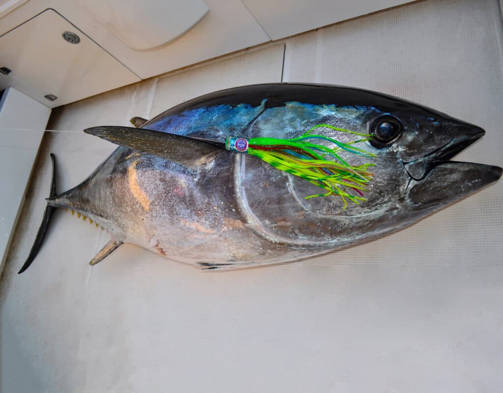 A 127kg southern bluefin tuna caught on a Pakula Grass Hopper.
