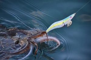 Big Southern calamari Of Port Phillip Bay