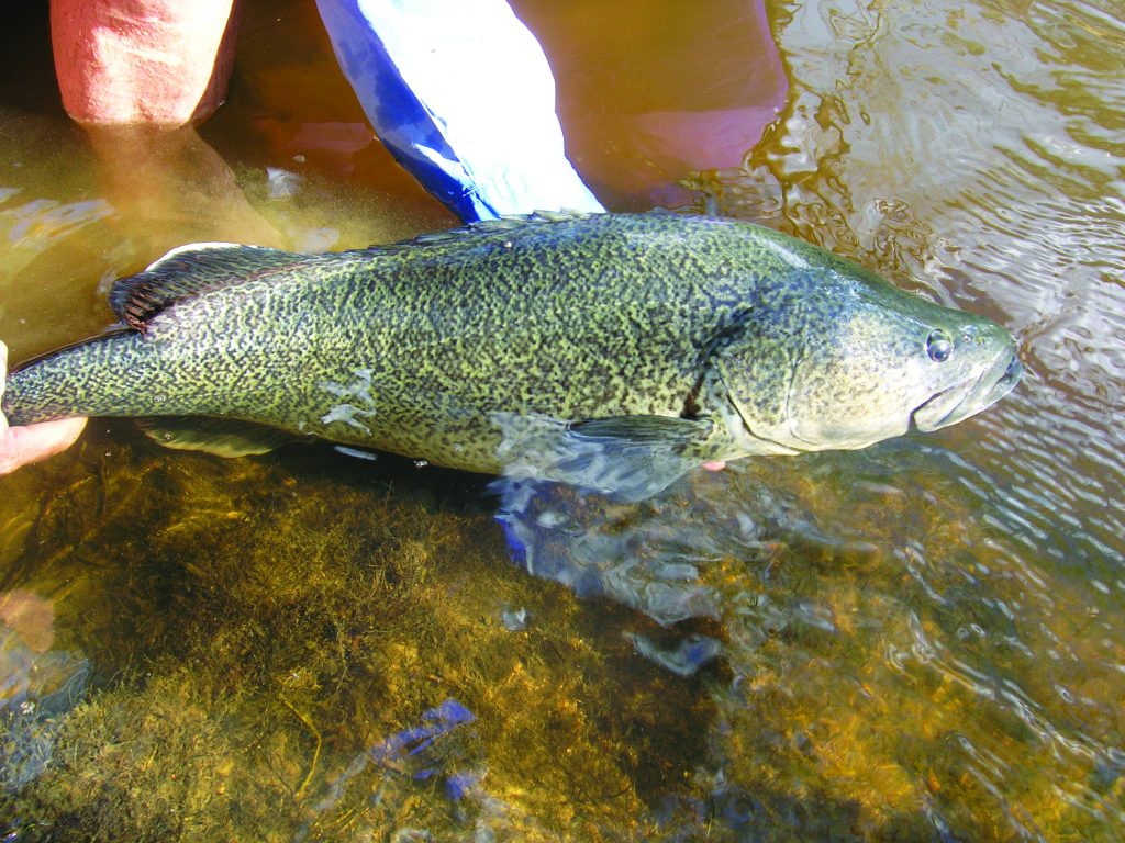 land based murray cod on lures - Hooked Up Magazine