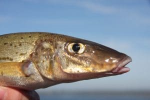 How To Catch King George Whiting In Port Phillip Bay