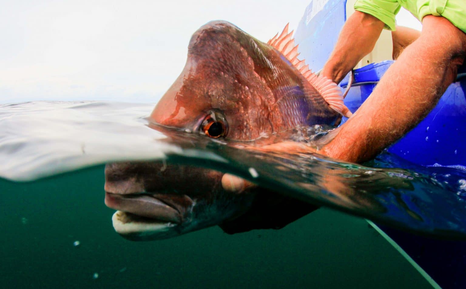 East Coast Snapper - Hooked Up Magazine