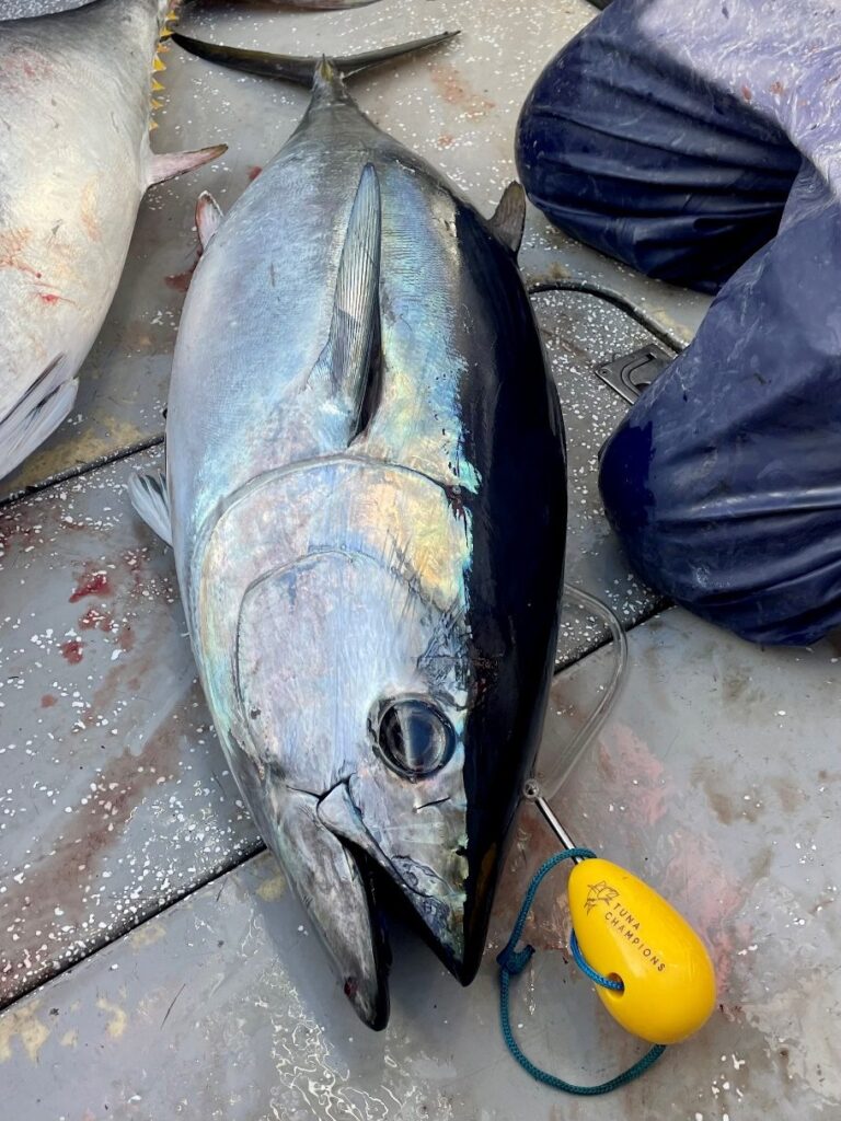 Bled and tagged southern bluefin tuna lying on the deck of a boat