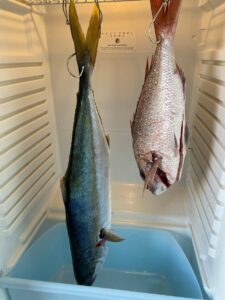 Kingfish and snapper hanging upside down inside a converted fridge