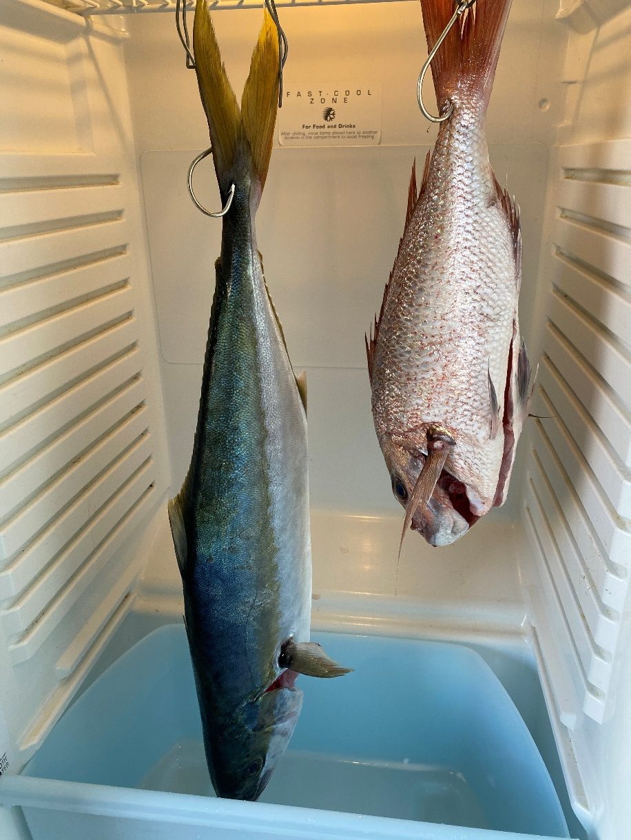 Kingfish and snapper hanging upside down inside a converted fridge