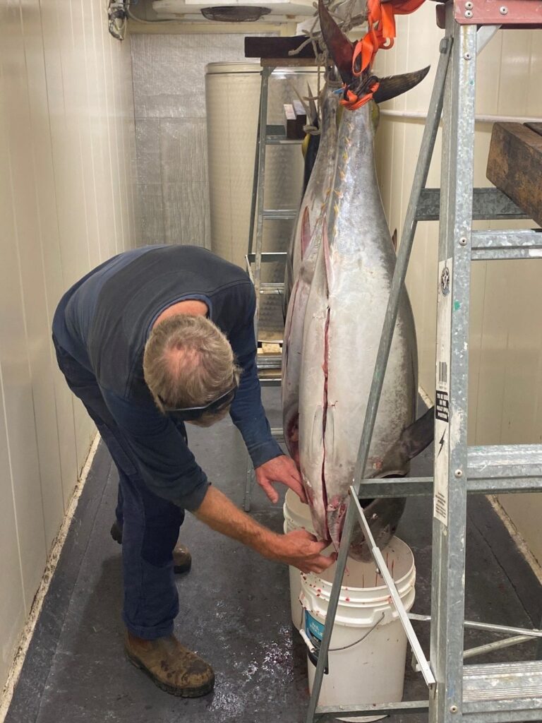 Large tuna hanging in a walk-in cool room while being processed