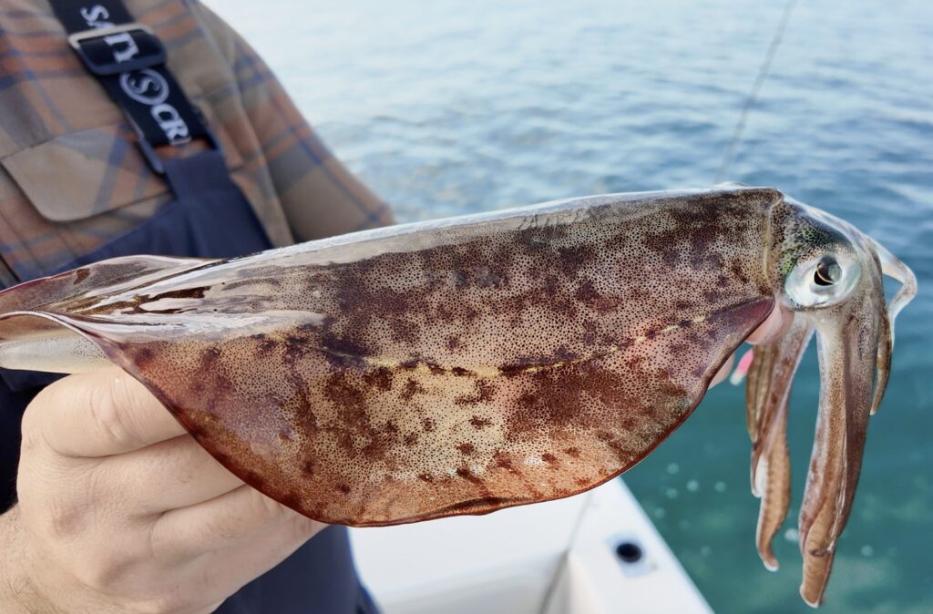 Southern calamari held boatside after being caught on a Yamashita EGI-OH Search Shallow squid jig
