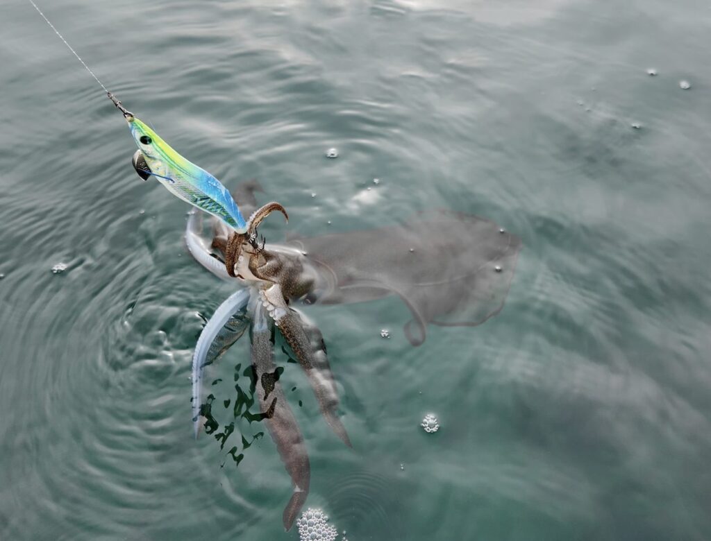 Squid wrapped around a Yamashita EGI-OH Search Shallow squid jig at the surface beside the boat