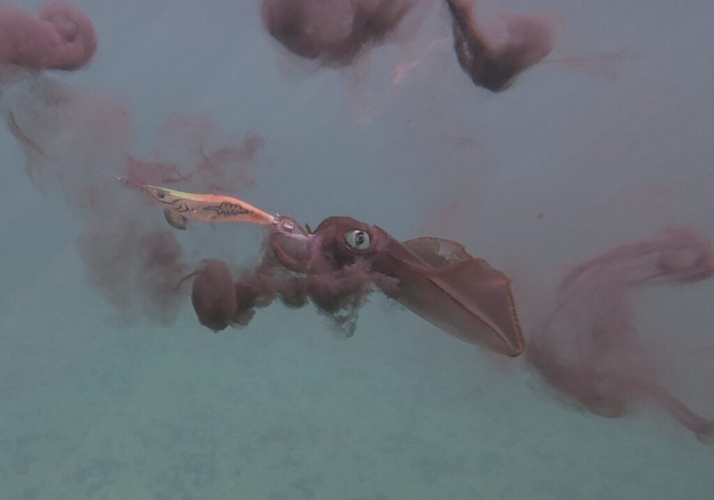 Squid inking underwater as it grabs a Yamashita EGI-OH Search Shallow squid jig