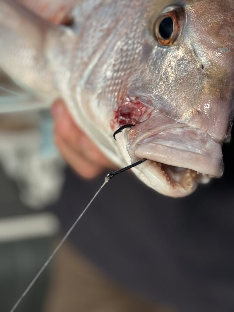 Circle hook set in the corner of a snapper’s jaw