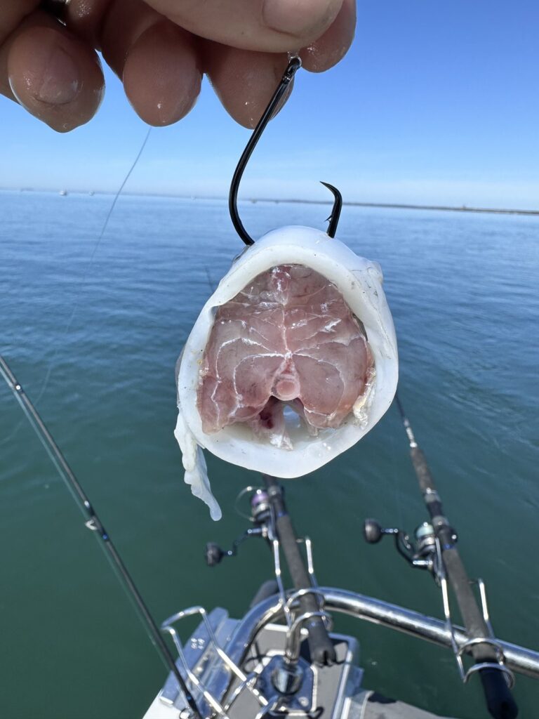 Squid ring bait on a circle hook